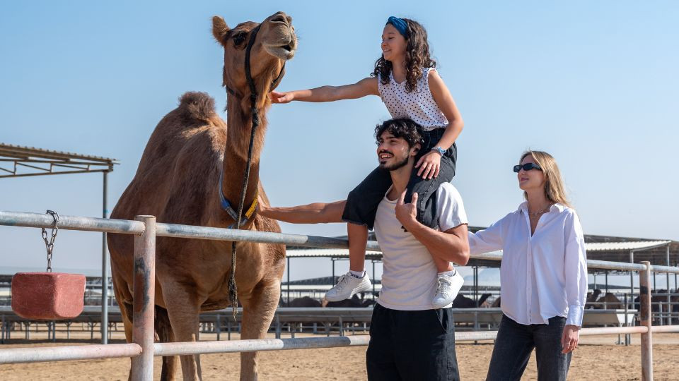 Camels at the Camelicious farm